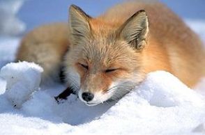 280px-Vulpes_vulpes_laying_in_snow
